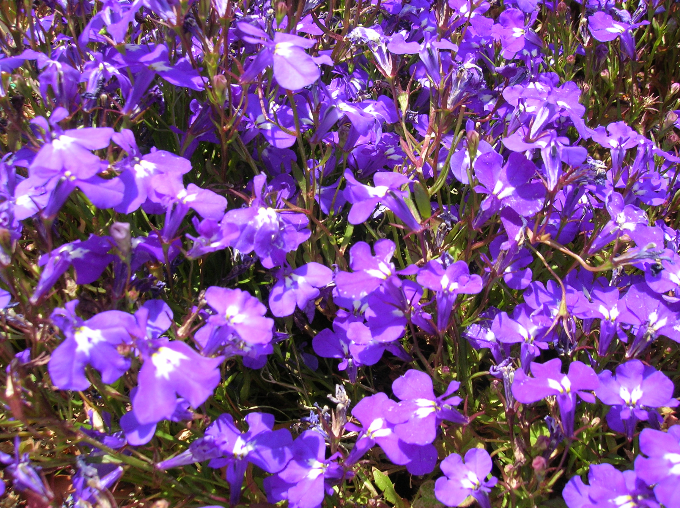 Garden Lobelia